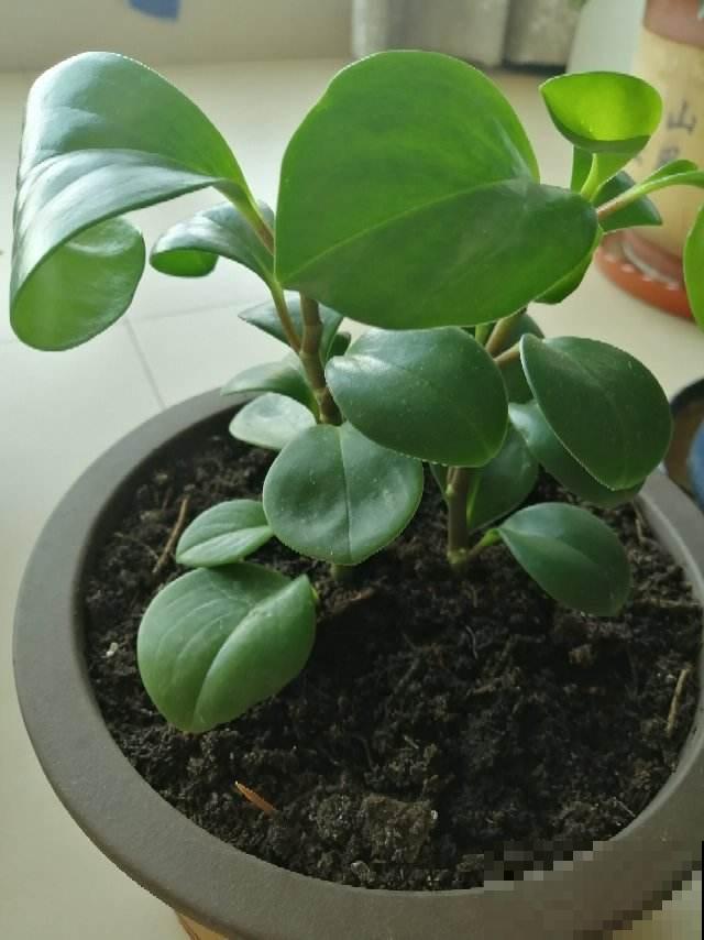 同样在养豆瓣绿，邻居养成老桩，凭什么我的叶子就是发黄？