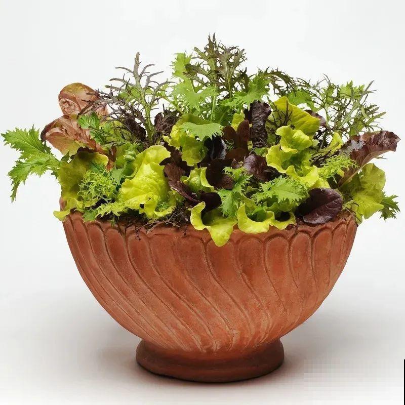 秋天必养的12种花，不用扦插，3个月爆开满盆花！