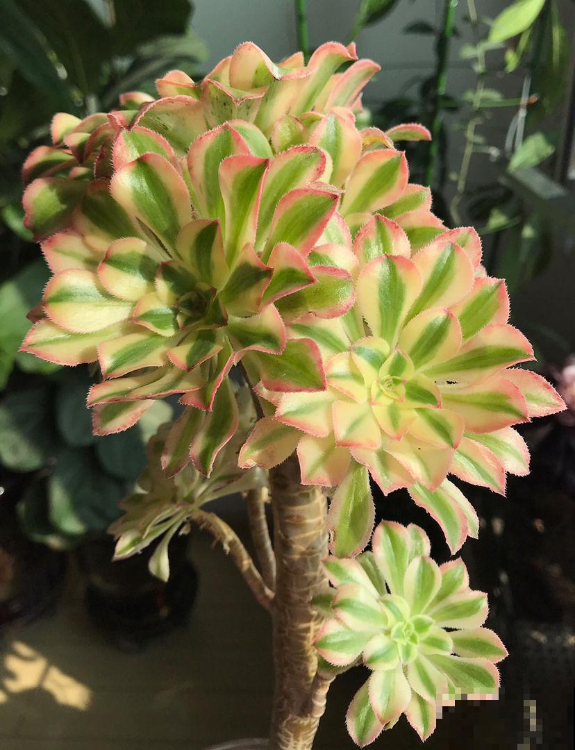 绿羊绒有股“臭袜子”味，养在家里很“头疼”，想赶紧丢掉