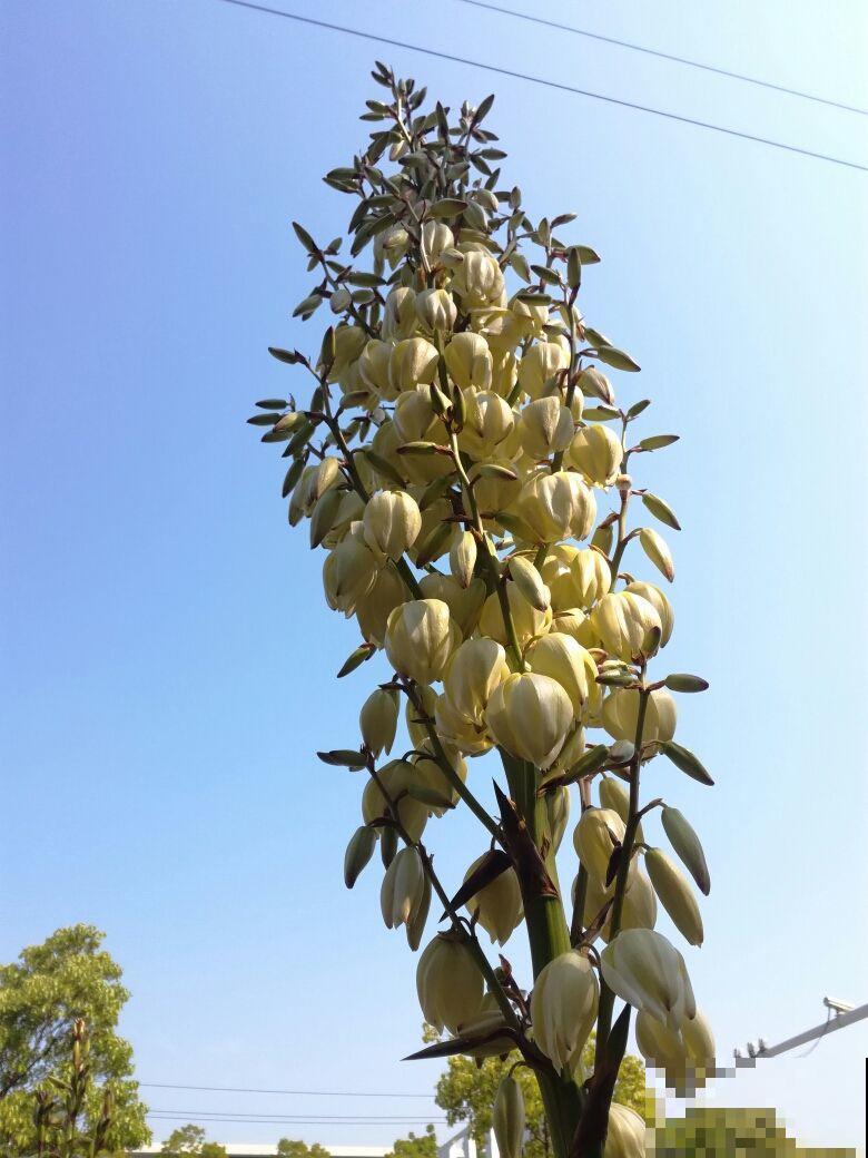 10月份开花的8种花，想下个月看开花的，不能错过！