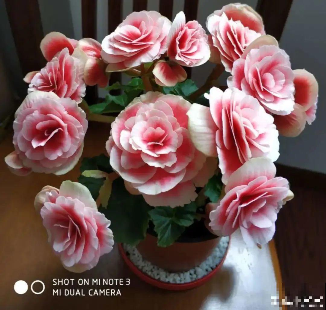 8种花，年年买，年年养死，今年可别当冤大头