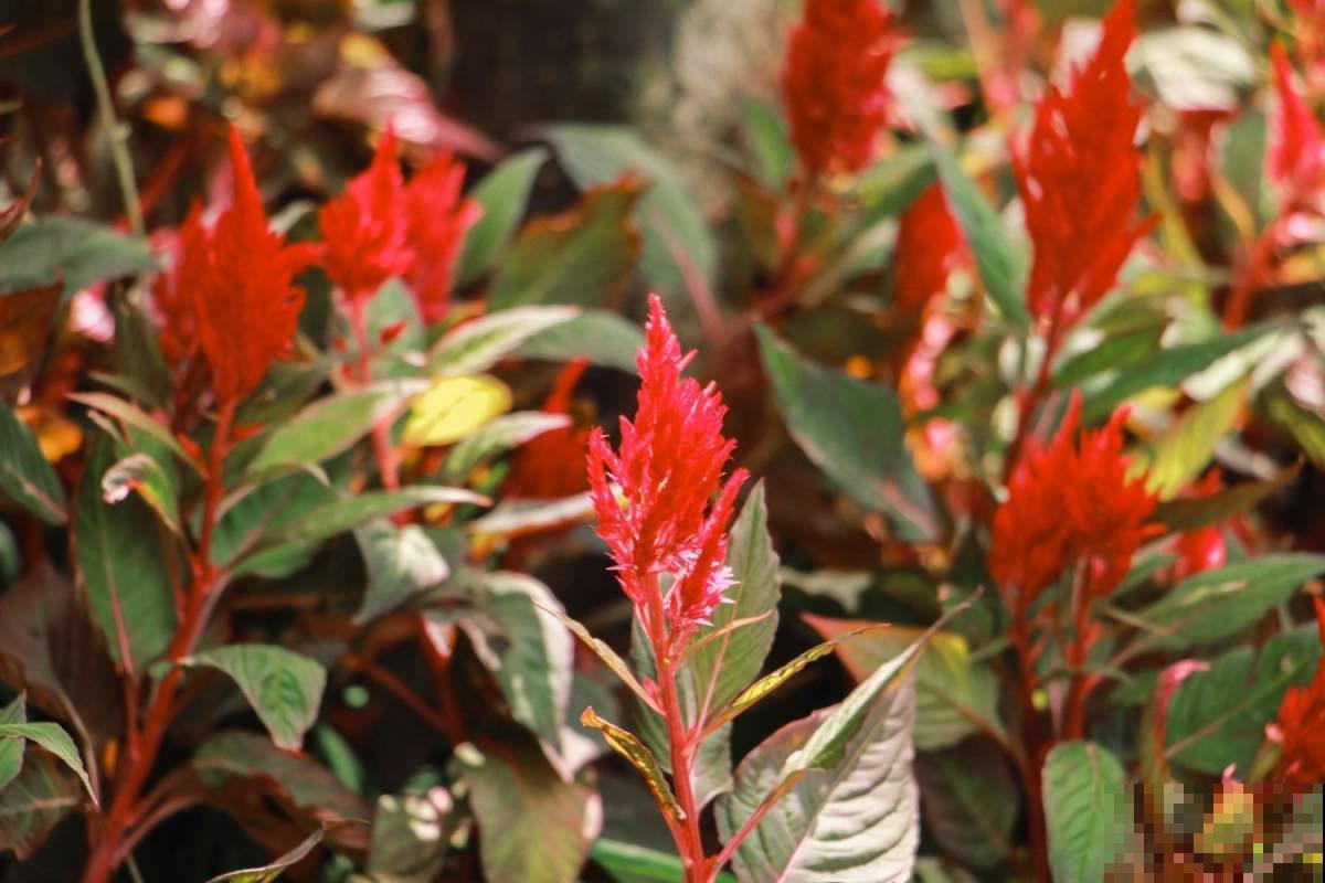 这种花农村常见，老辈人最熟悉，城市里几乎找不到