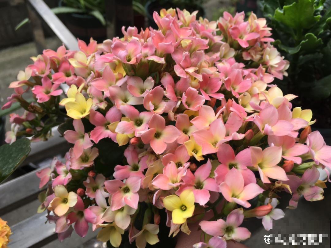 冬天常见的“吉利花”，耐旱皮实花量大，大半年都在开花