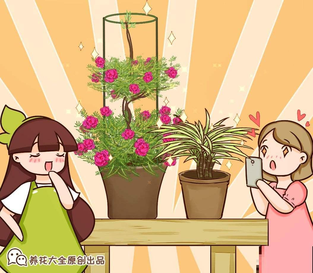 买花也有“潜规则”，教你正确买花，新手小白不容易被骗