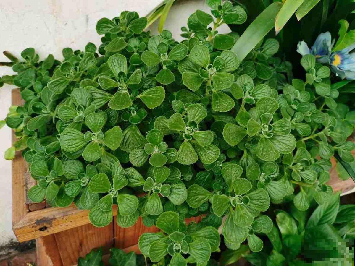 4种花千万别喷水，遇水就发黄、烂芯