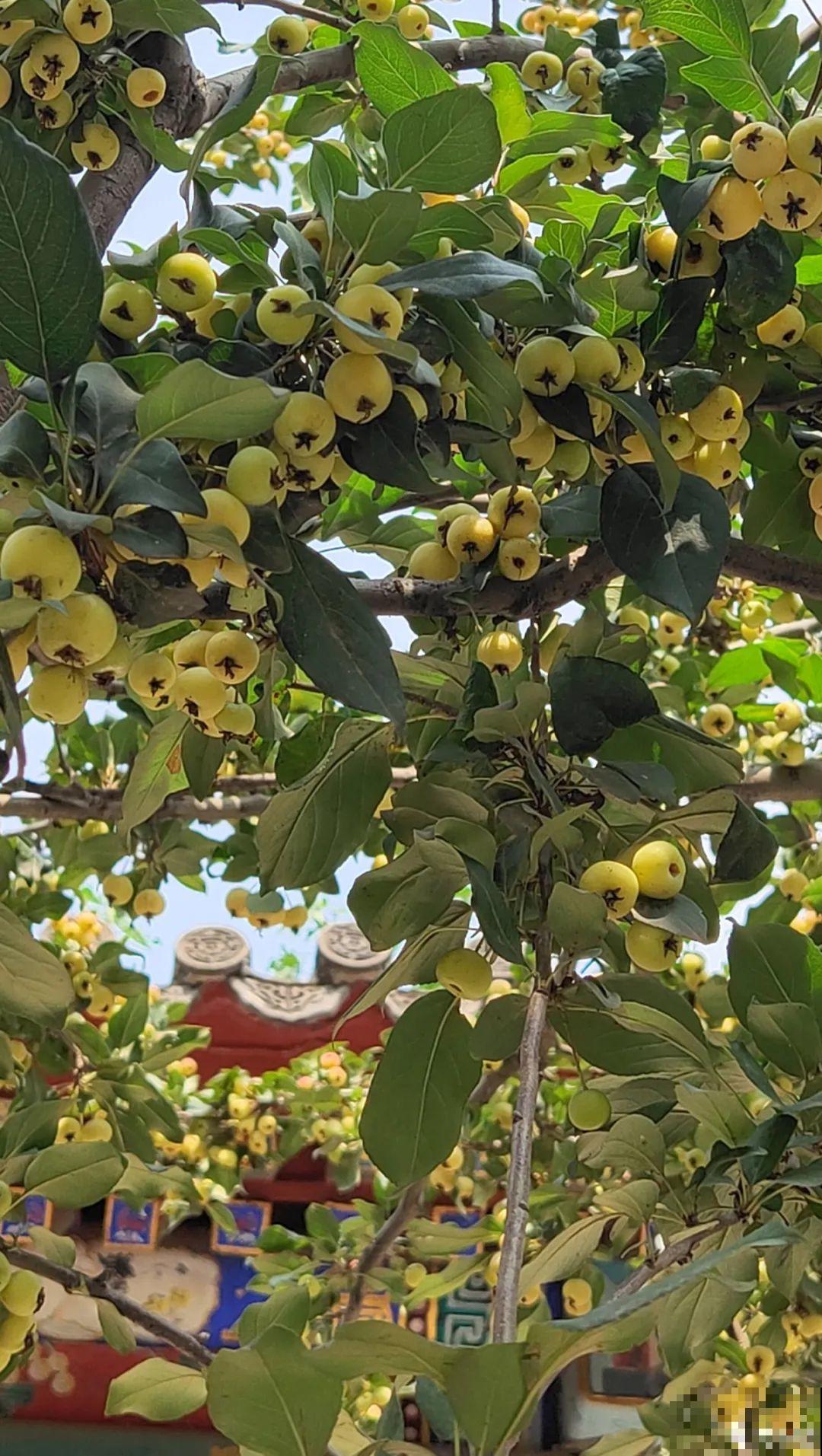 家里养8种“守家树”，红红火火特别旺运，镇宅好福气