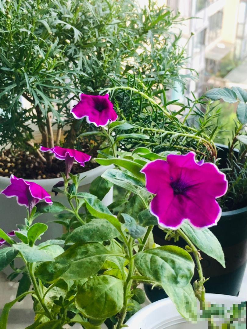 爱养花的女人,一般都有这5个优点,你中了几条? 爱养花的女人,一般都有这5个优点,你中了几条?