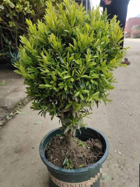 家中养花，就选这4种富贵花，能给家里“添财气”