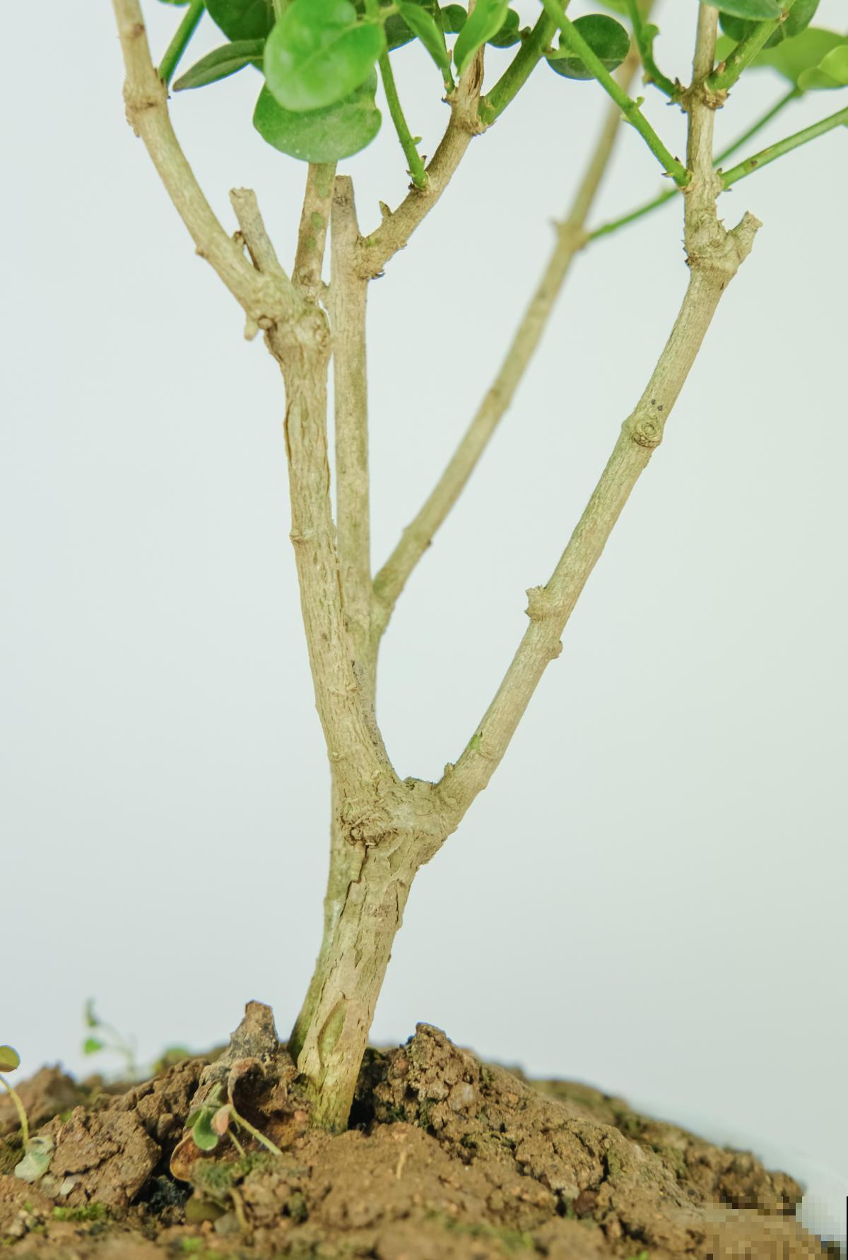 虎头茉莉:茉莉家族颜值的天花板,它凭什么这么强 虎头茉莉:茉莉家族颜值的天花板,它凭什么这么强