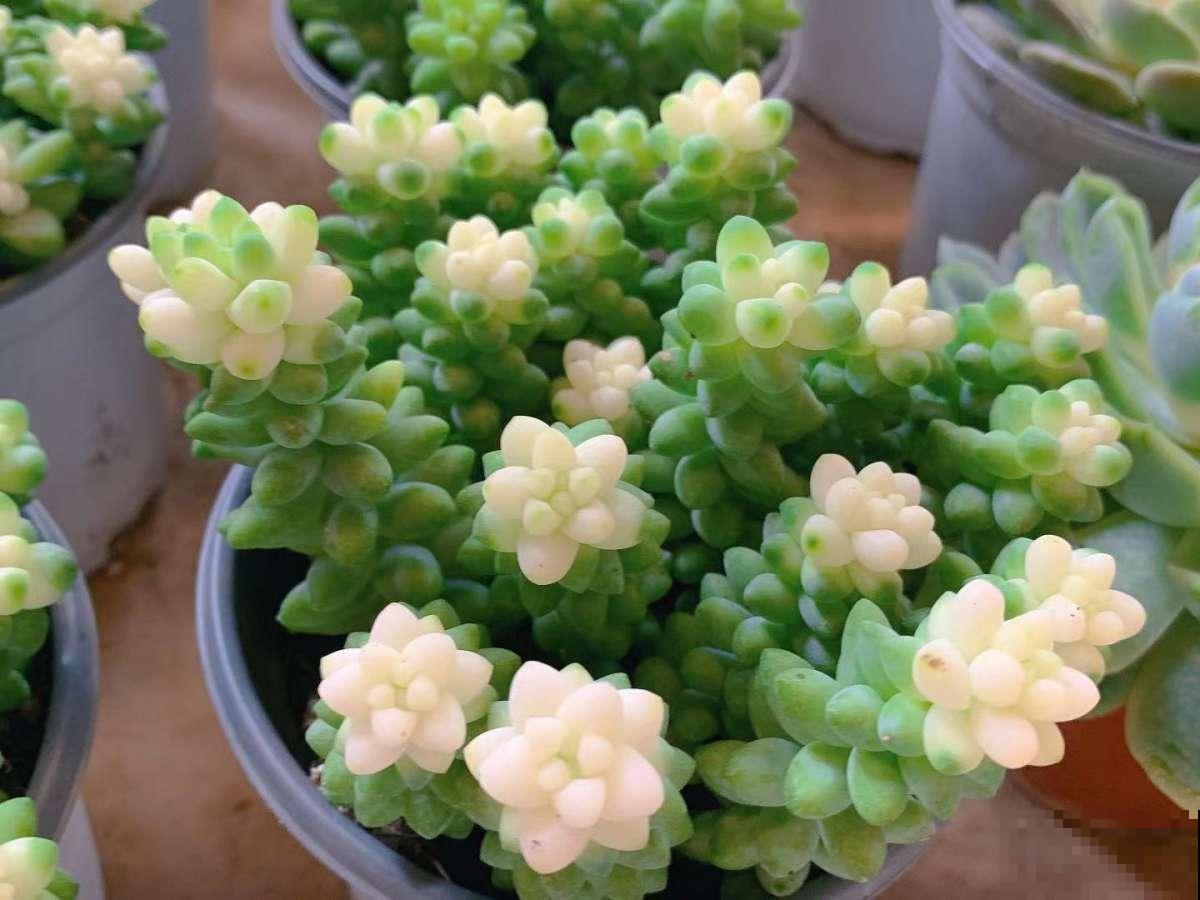 3年没买多肉,活着的都养成了老桩,也成了我的情感寄托 3年没买多肉,活着的都养成了老桩,也成了我的情感寄托