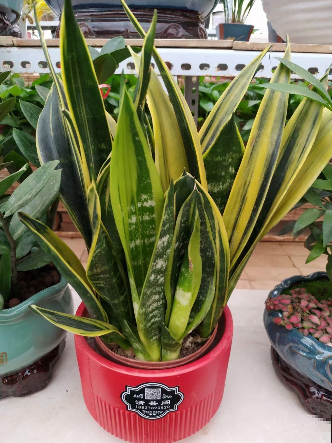 8种花有吉利好兆头,穷养才能长得旺,养在家里很合适 8种花有吉利好兆头,穷养才能长得旺,养在家里很合适