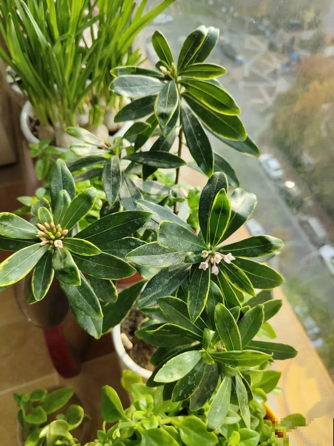 10种旺运花，一个月内要涨价，现在赶紧买