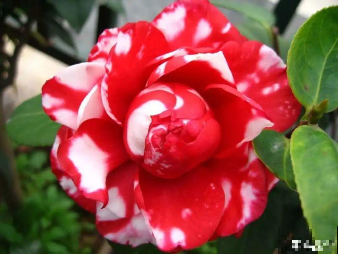 冬天常见的茶花，6个“毛病”经常犯，真难养