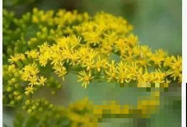 “恶魔之花”入侵,妥妥的生态杀手,看到一定要警惕 “恶魔之花”入侵,妥妥的生态杀手,看到一定要警惕