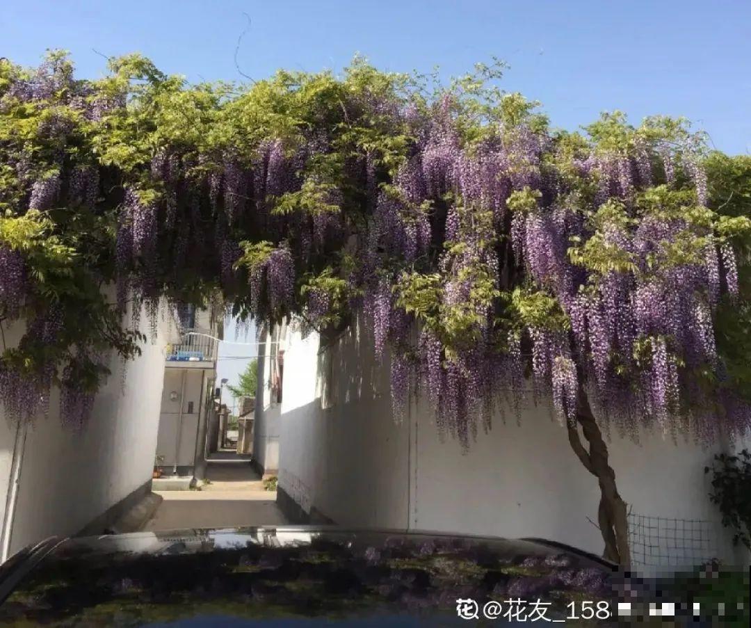 路上看见银杏果,不要捡,小心有毒! 路上看见银杏果,不要捡,小心有毒!