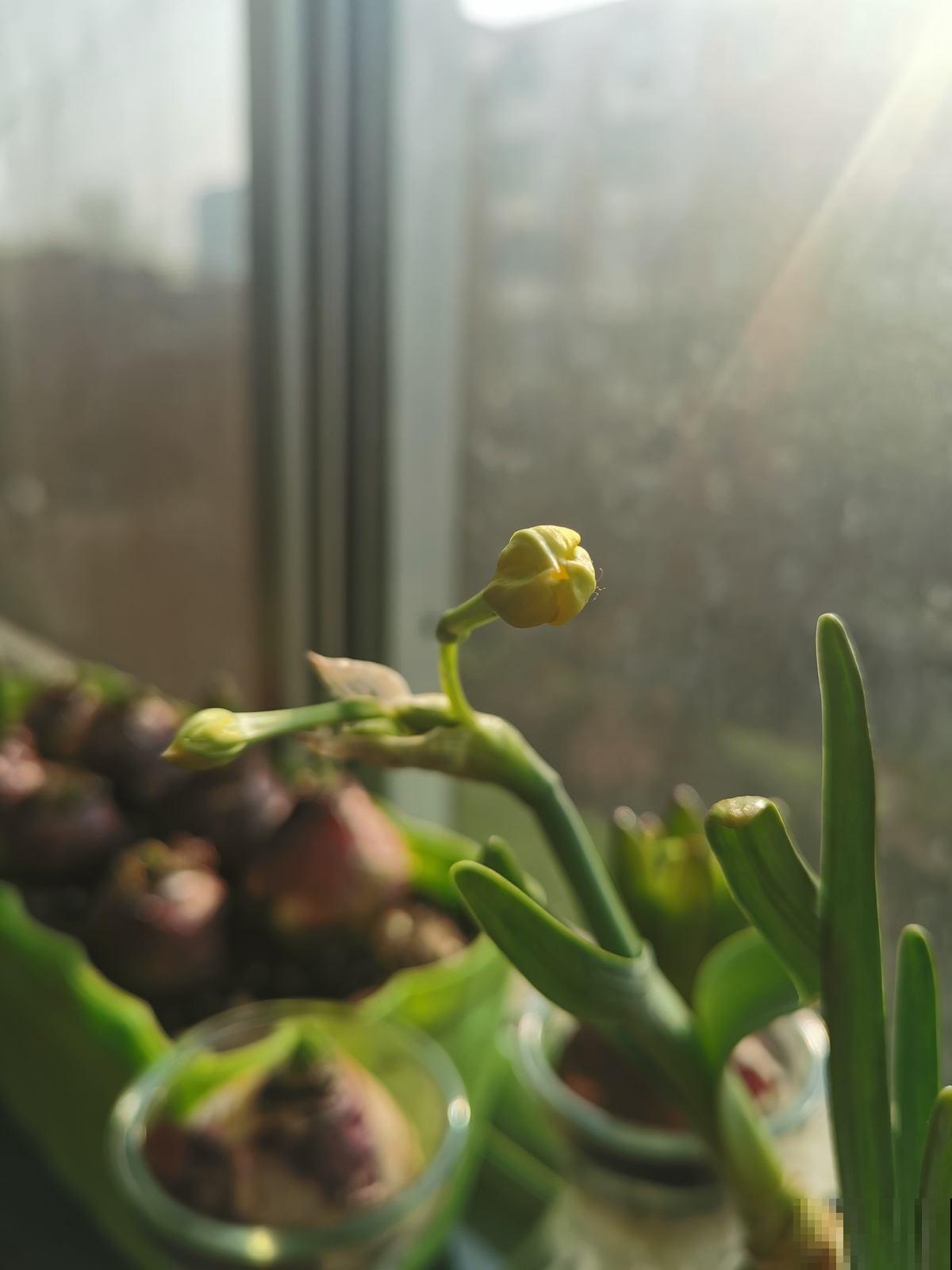 香蕉皮秒变“优质花肥”，老一辈传下来的老办法，花吃了“疯长”