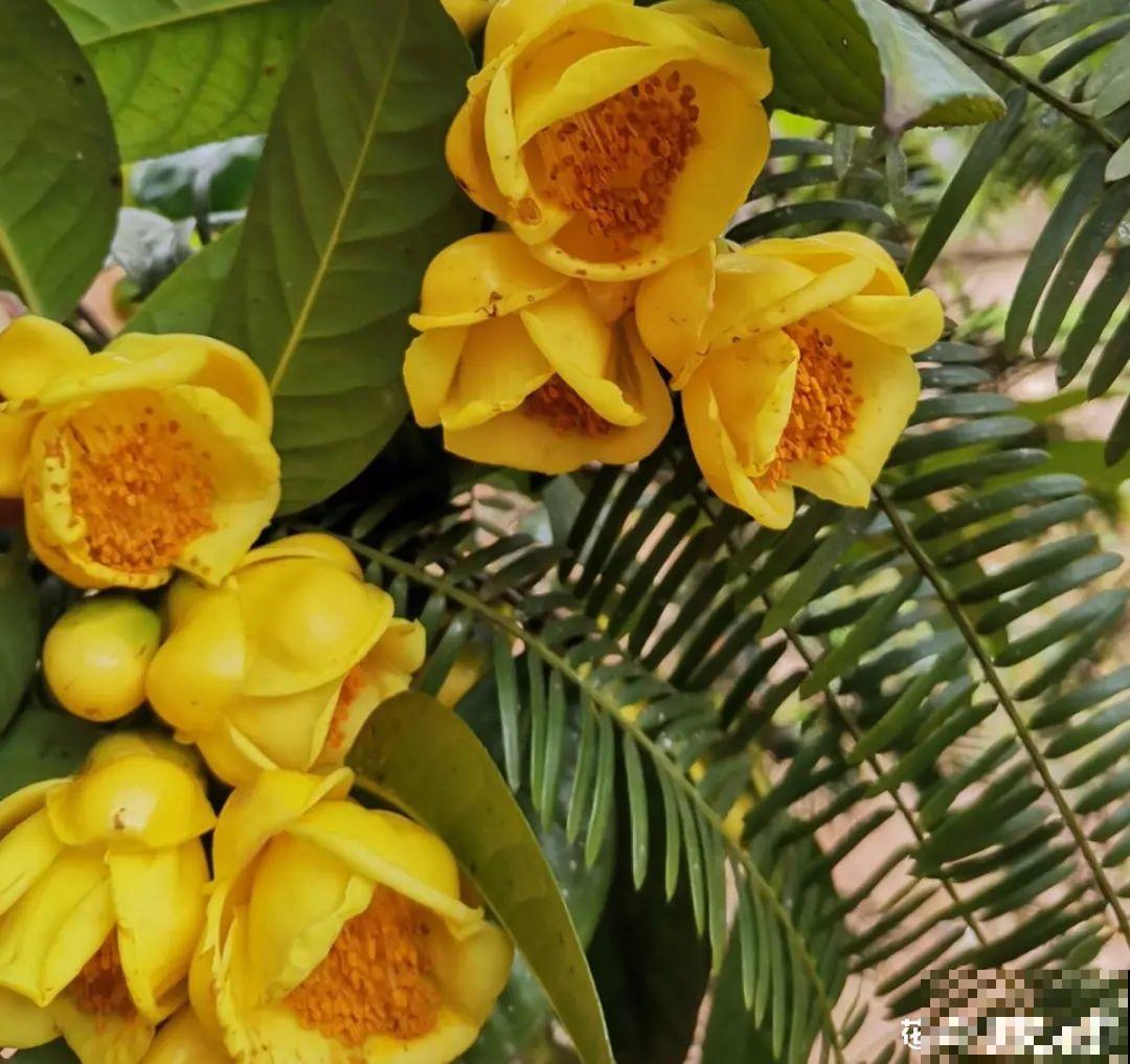 66万一盆的花,真是够贵的,打工几十年也攒不出一盆 66万一盆的花,真是够贵的,打工几十年也攒不出一盆