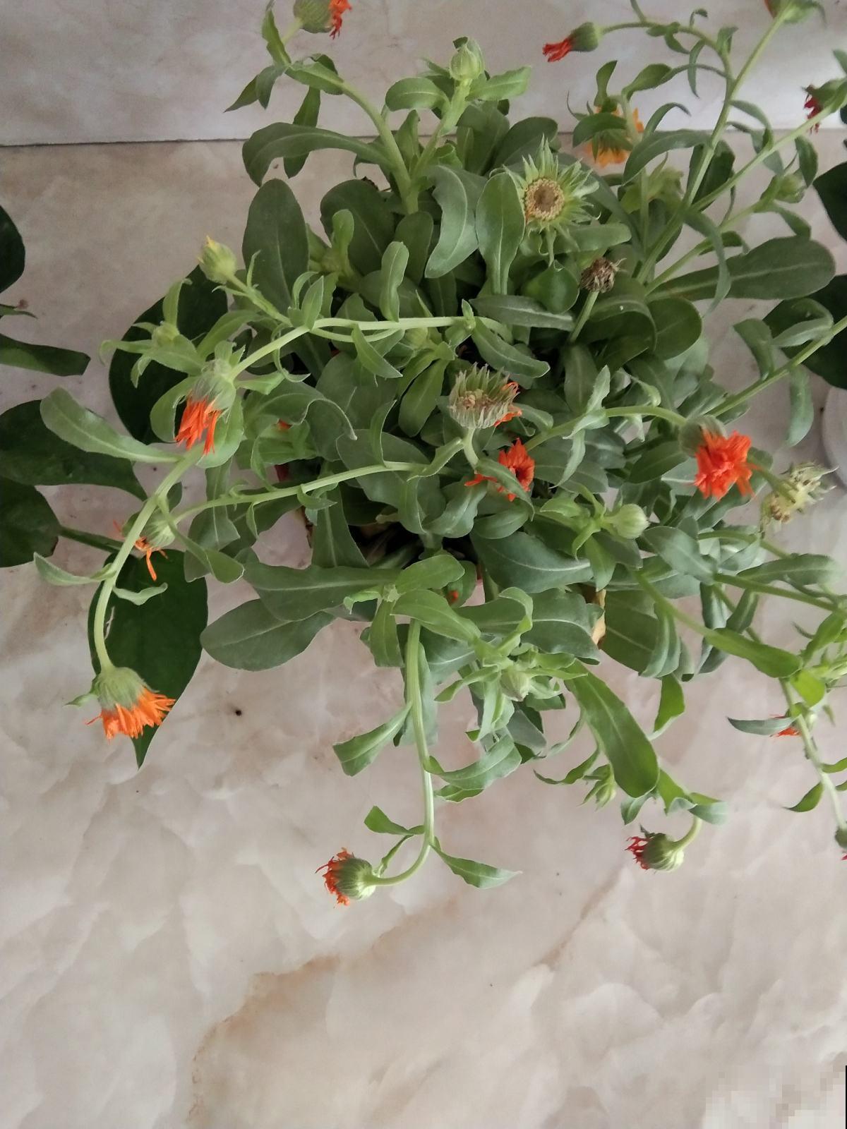 室内种点非洲菊，净化空气的小能手，还能“补贴家用”