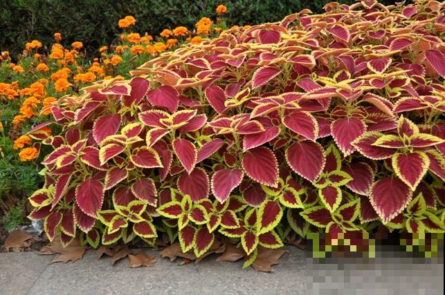 秋天常见的60种花，最全花卉图谱，收藏起来慢慢看