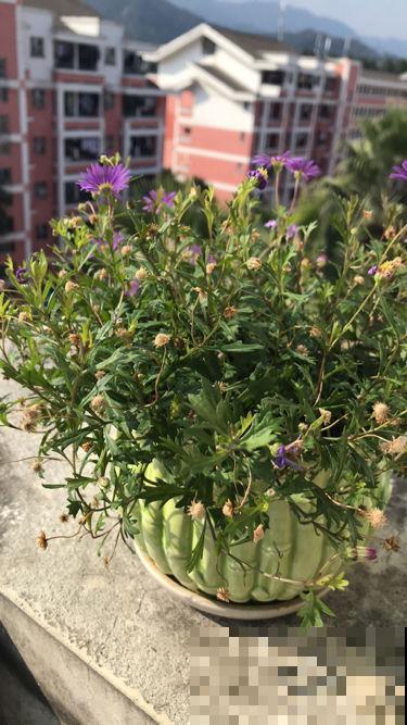 1种花是“开花机器”,全年都在开花,爆盆很容易 1种花是“开花机器”,全年都在开花,爆盆很容易