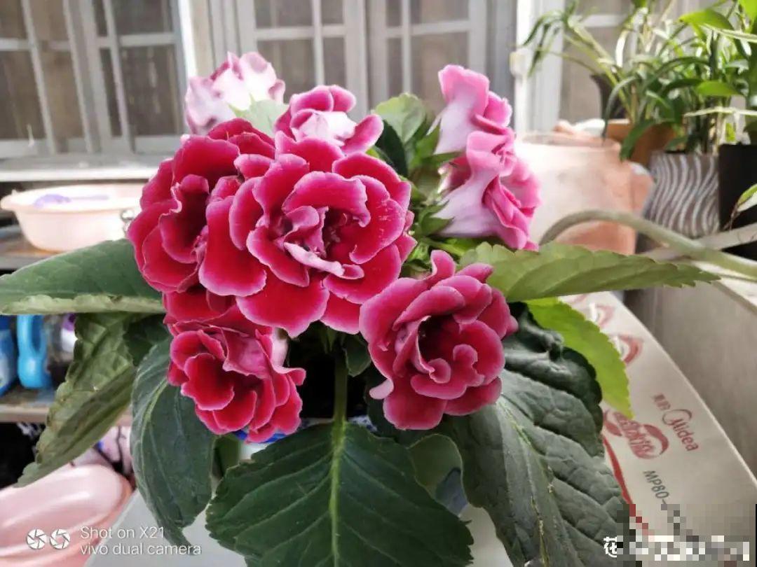 家里没光就养大岩桐，开花堪称“人间富贵花”，繁殖特简单