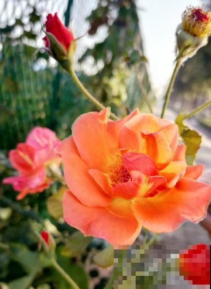 北方养花太难了！越冬难，浇水也麻烦，关键是养一盆死一盆