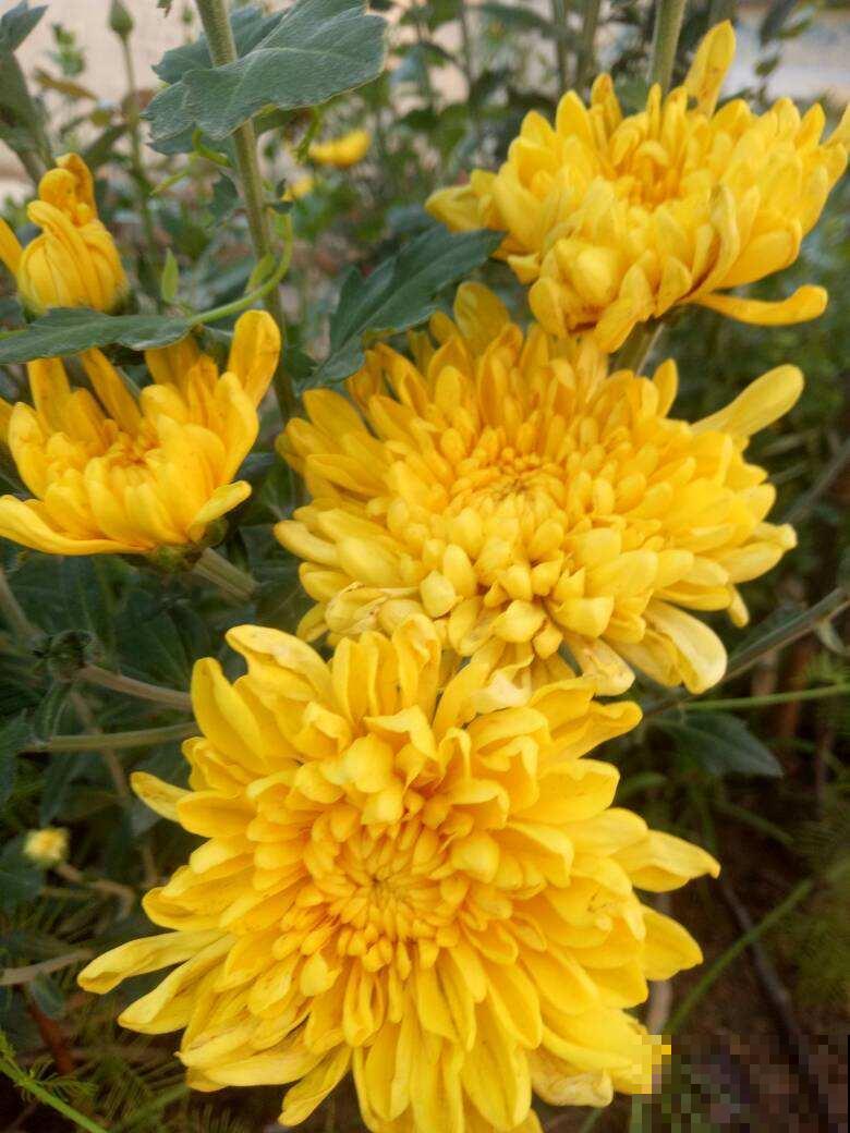 7种花，老年人尤其喜爱，路边看见了就走不动道儿