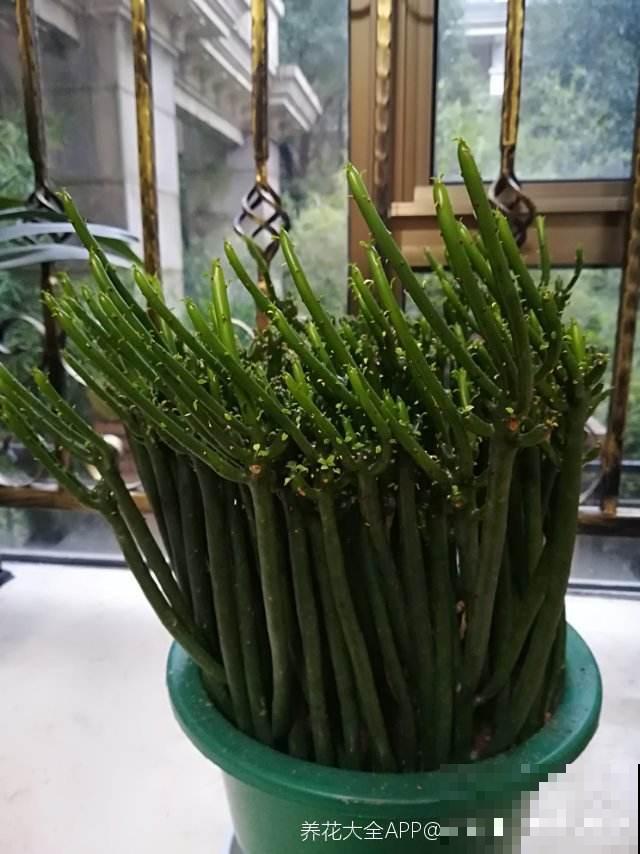 1种花只有“绿杆子”，太阳一照碧绿通透，还有招财好兆头