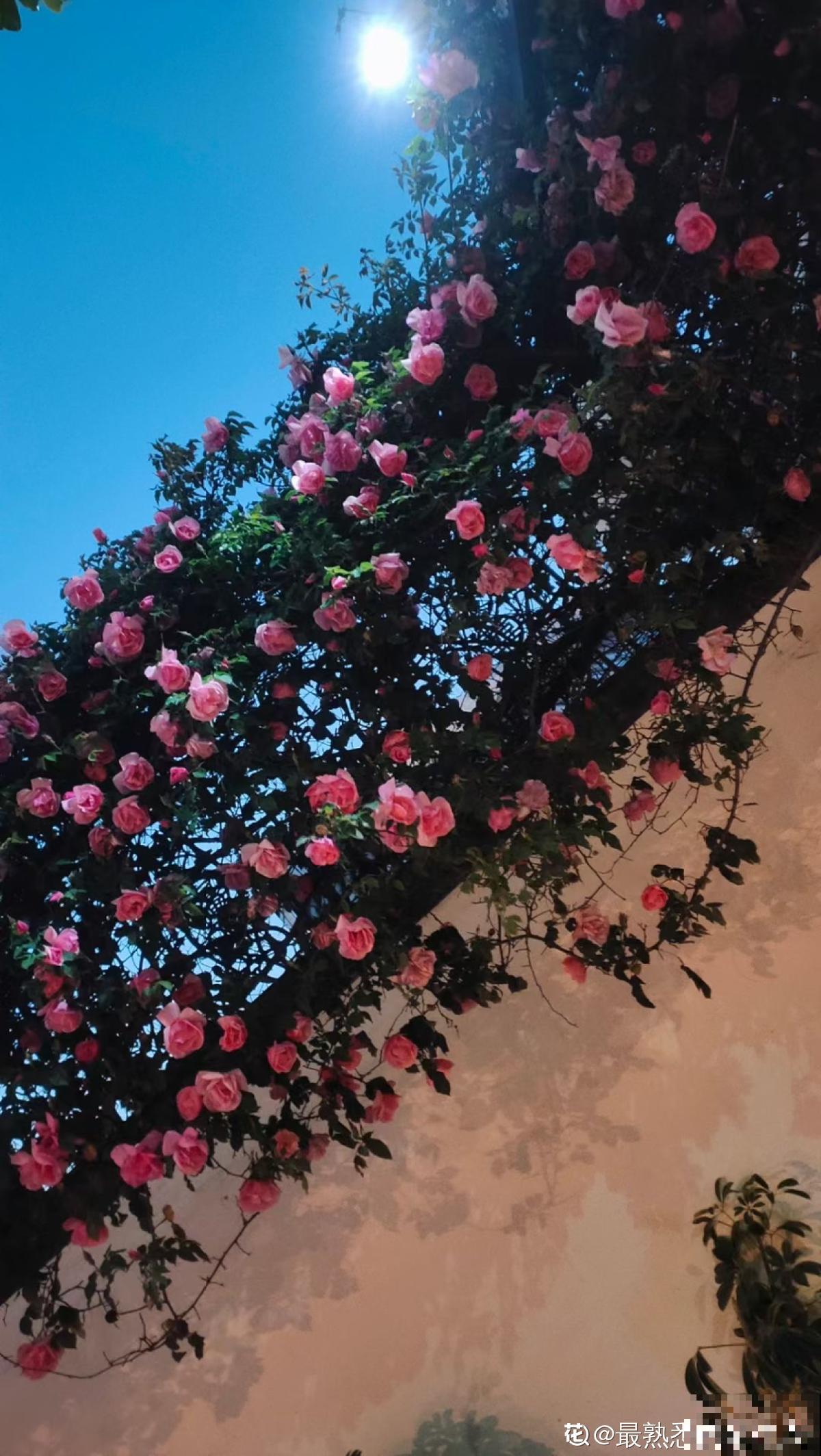 种满一墙头的蔷薇，仿佛身临仙境，活脱脱的花瀑布