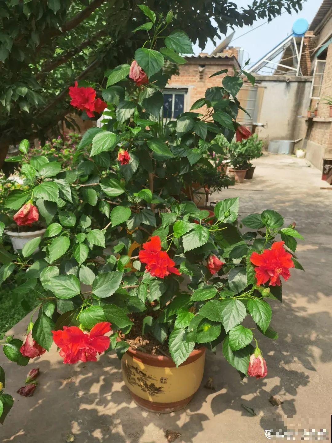 入秋一盆水,休眠的花“醒了”,猛长大花苞 入秋一盆水,休眠的花“醒了”,猛长大花苞