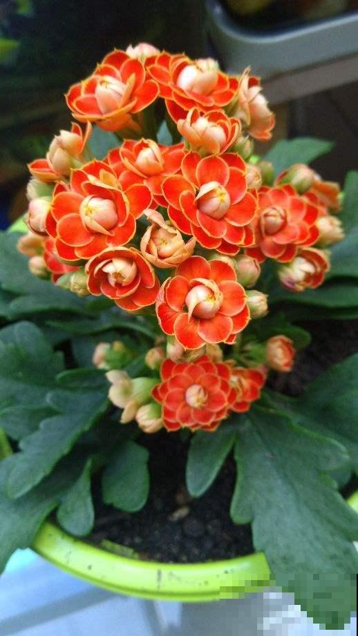 室内养花，不在于“多”，数量要合适