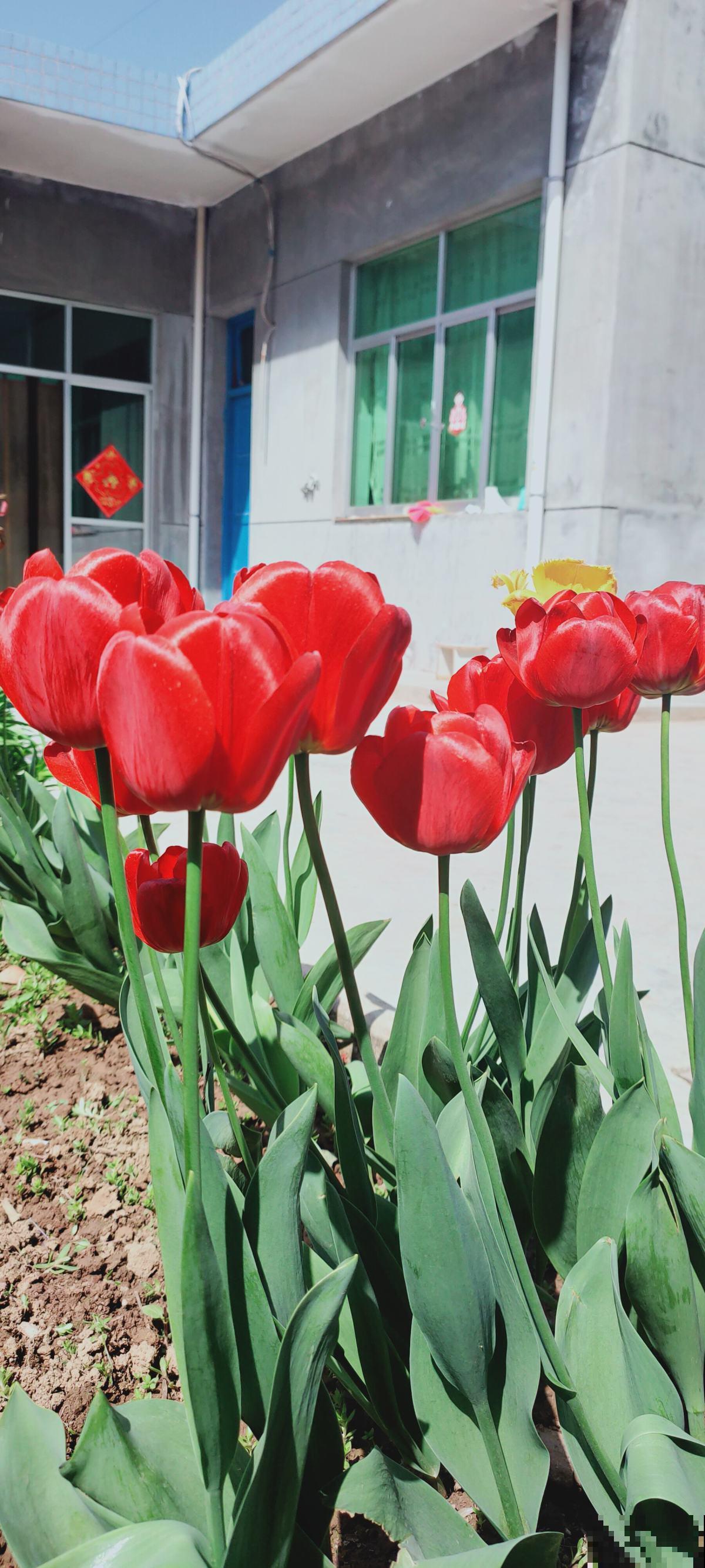 6种花是香水花，家里养1盆，满屋子香味