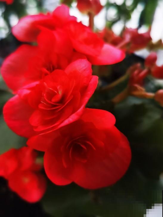 5种花卉冬天不要买，花市猫腻多，新手小白切记