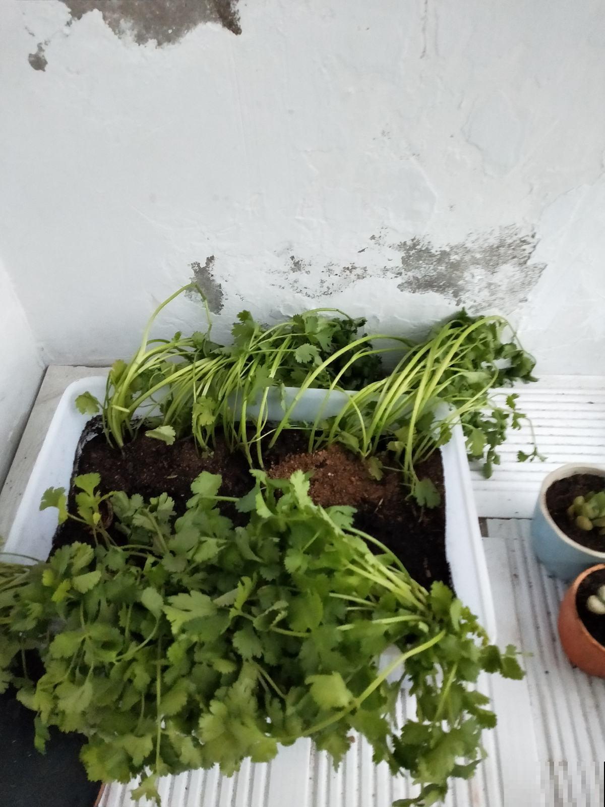 5种“大叶菜”，冬天冻不死寒冬腊月照样吃，家里养一盆正合适