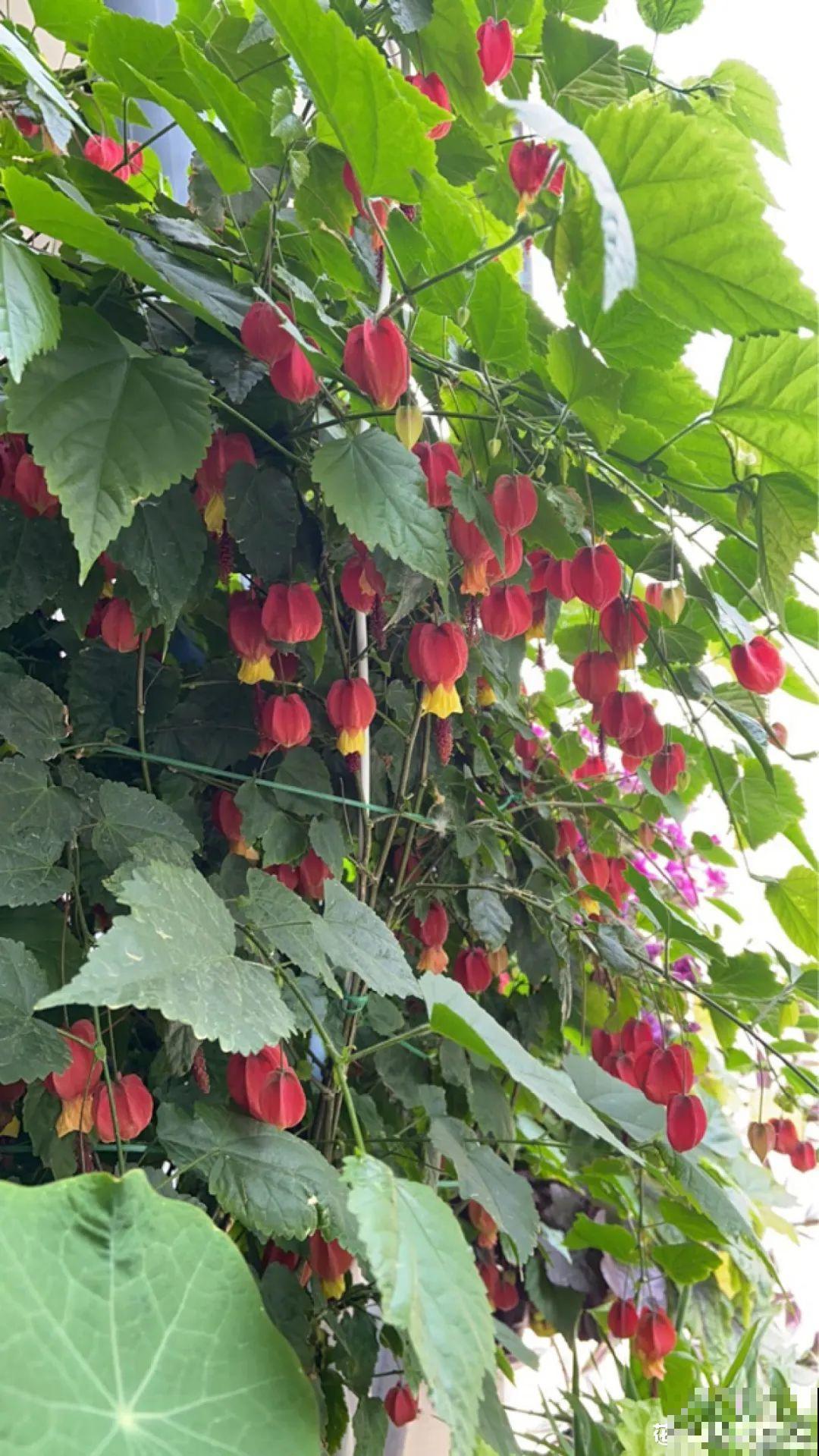 1种花俗称“摇钱树”，满盆长满小元宝，大吉大利，好看吉祥！