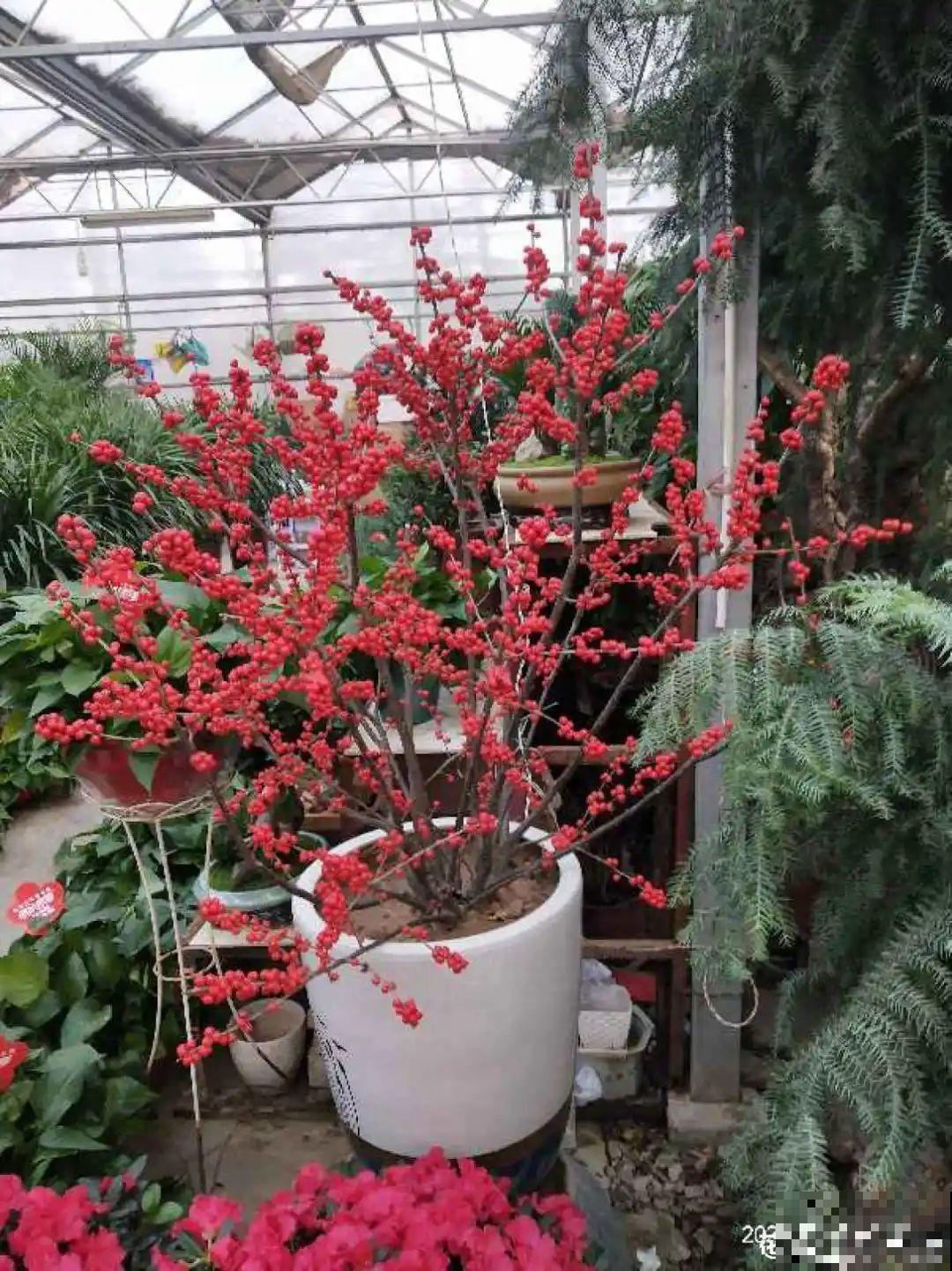 6种植物挂满果子,喜庆热闹,半年都不掉 6种植物挂满果子,喜庆热闹,半年都不掉