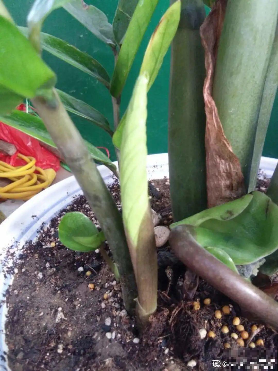 10种花得穷养，盆越小、水越少，越长得旺