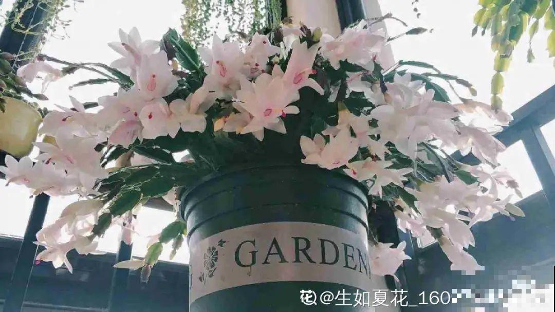 6种花好养活，超适合新手，养护看这篇就够了