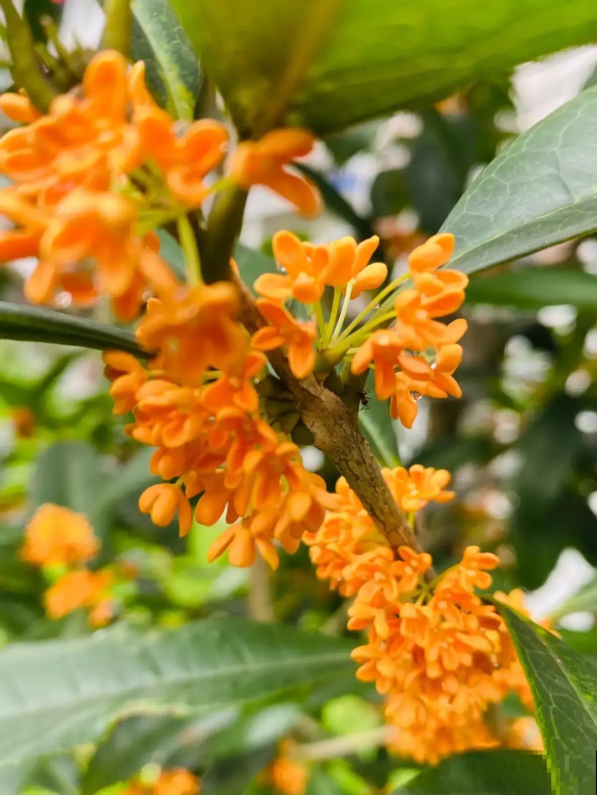 家里养花就养“黄金满地”,满满好兆头,大户人家的“香饽饽” 家里养花就养“黄金满地”,满满好兆头,大户人家的“香饽饽”