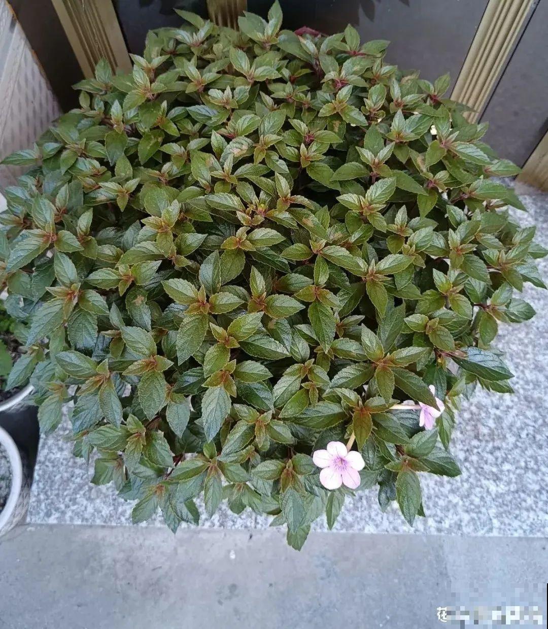 长筒花是“室内花量王者”，没光也能开爆盆，阳台党福音