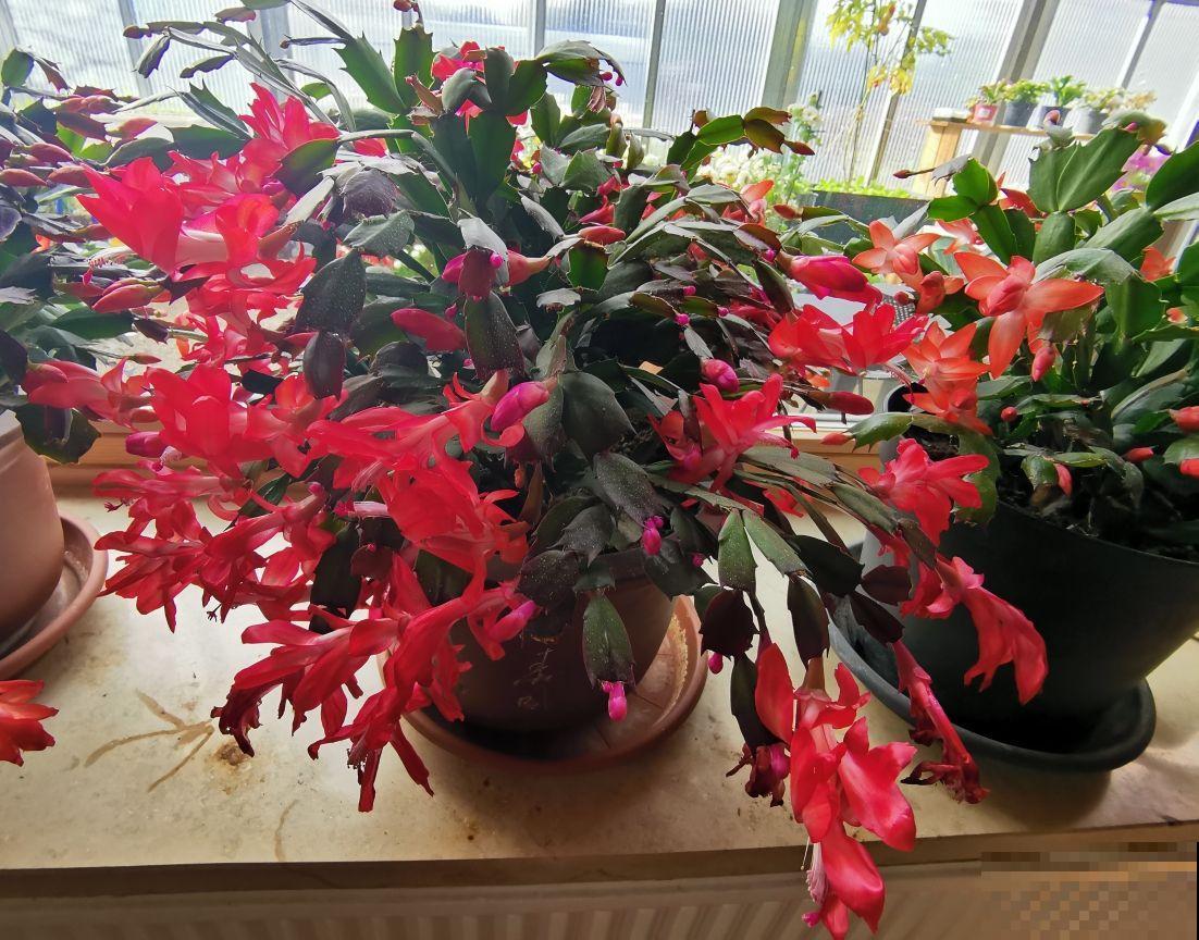 冬天养蟹爪兰只需记住2点,花骨朵能窜满枝头,满盆都开花 冬天养蟹爪兰只需记住2点,花骨朵能窜满枝头,满盆都开花