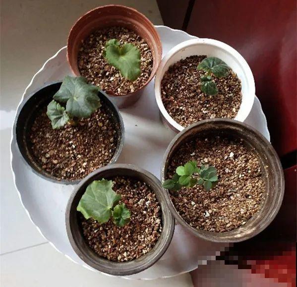 秋冬养盆丽格海棠,花朵像牡丹,有金玉满堂好兆头 秋冬养盆丽格海棠,花朵像牡丹,有金玉满堂好兆头