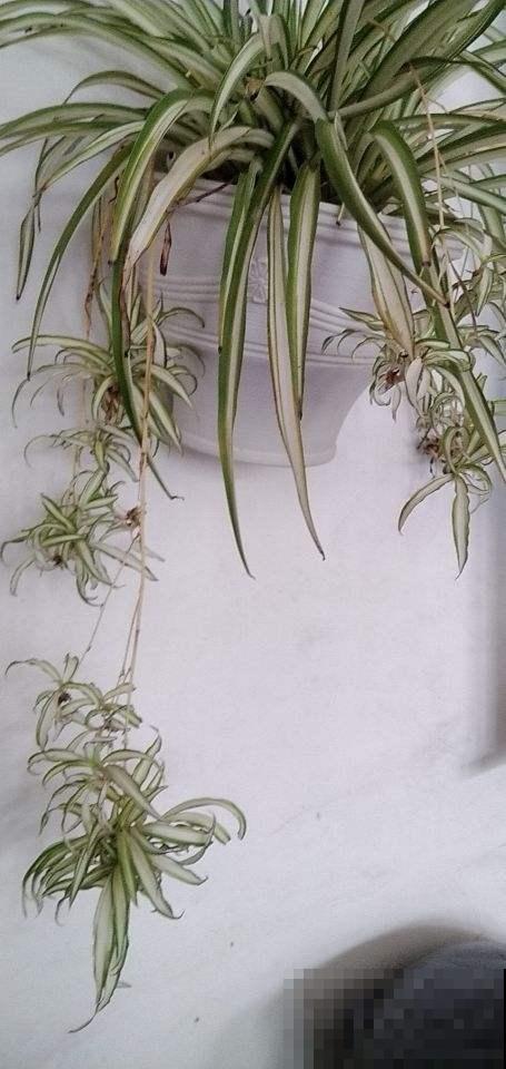 养花常见的“智商税”，这3种东西，买回家就是浪费钱