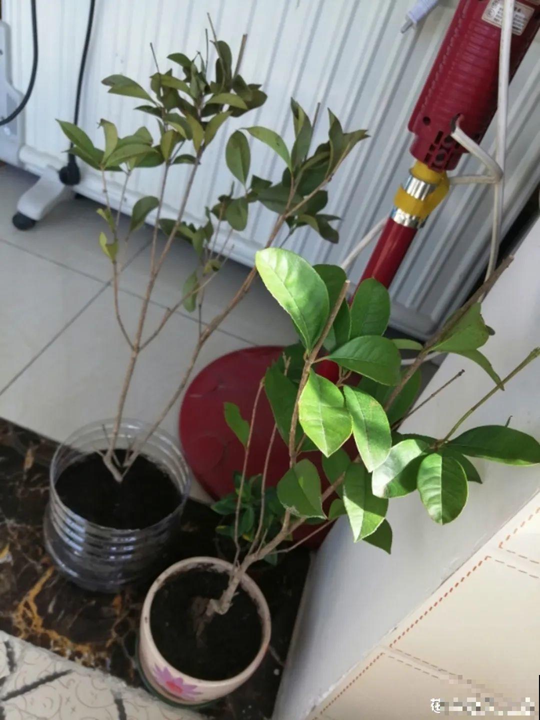 现在扦插8种花，生根快长得旺，冬春季节就开花