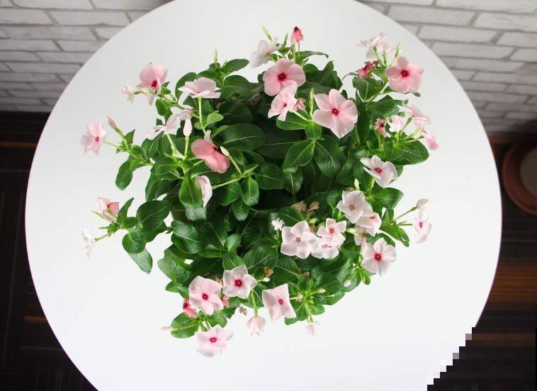 有了2种花,阳台变小花园,看着就心情好! 有了2种花,阳台变小花园,看着就心情好!