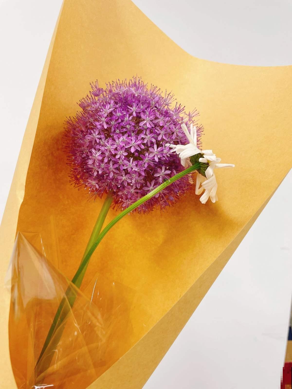 “大葱”开出的花球,一朵比脸还大,活像一根棒棒糖 “大葱”开出的花球,一朵比脸还大,活像一根棒棒糖