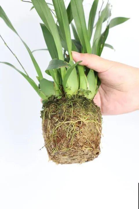 适合秋天养的文心兰,整个秋冬都开花,奶油香味十足 适合秋天养的文心兰,整个秋冬都开花,奶油香味十足