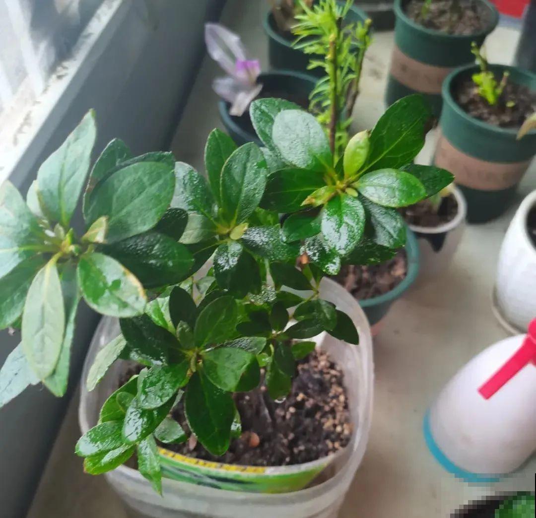 10种花，冬天别喷水，越喷越烂叶，变成光杆特丑