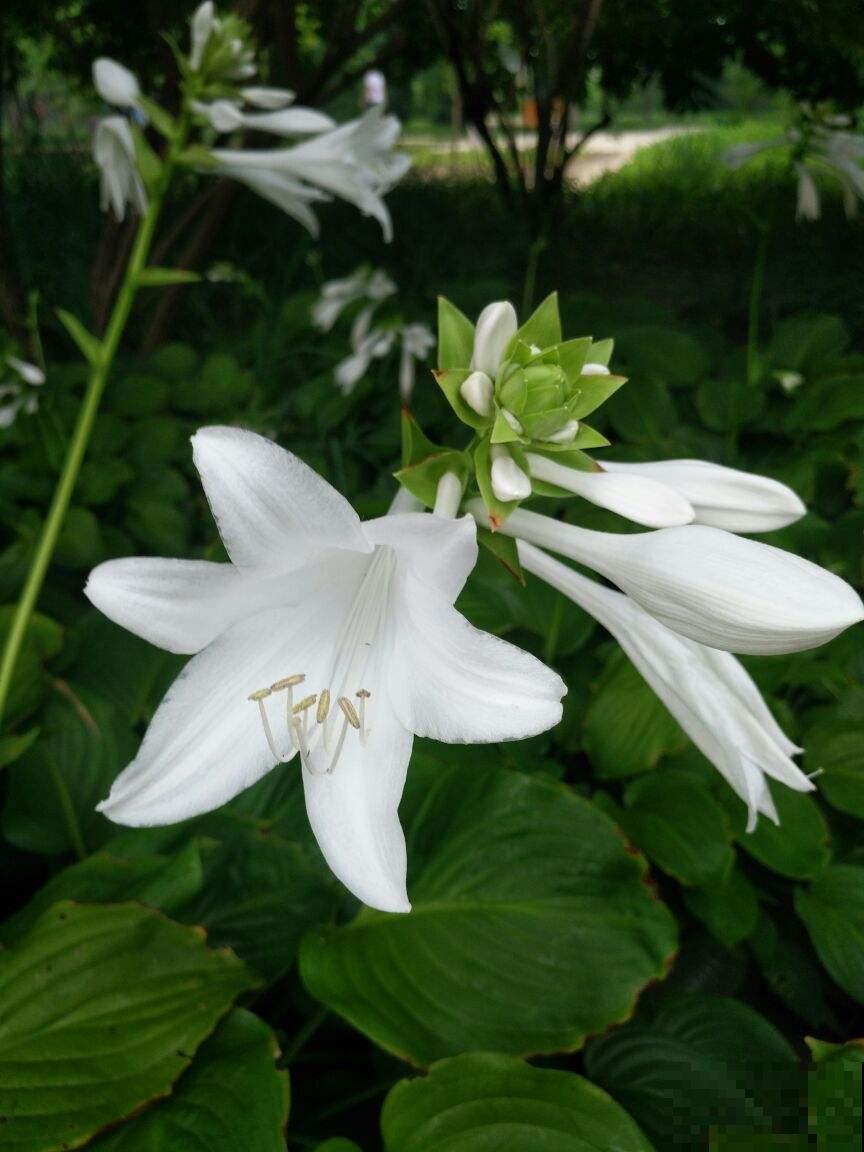 秋天常见的60种花，最全花卉图谱，收藏起来慢慢看