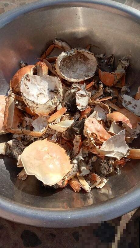 养绿萝就用这3种水，只需15天，长得又翠又绿